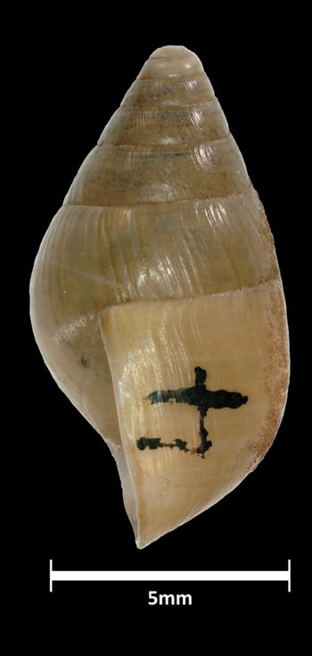 Media type: image;   Malacology 39818 Aspect: lateral